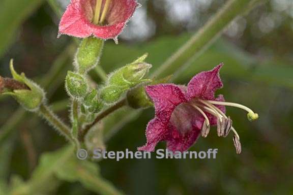 nicotiana tomentosa 3 graphic